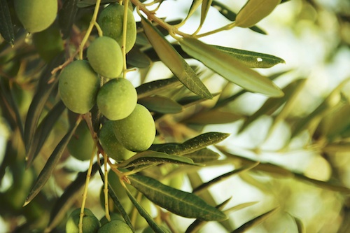 Olive: Monini ridurrà le emissioni sui suoi prodotti più venduti