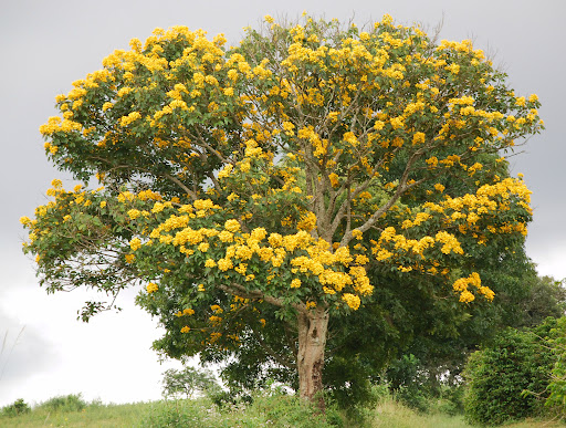 Un albero di Markhamia, con cui verrà creata la foresta di Initiative