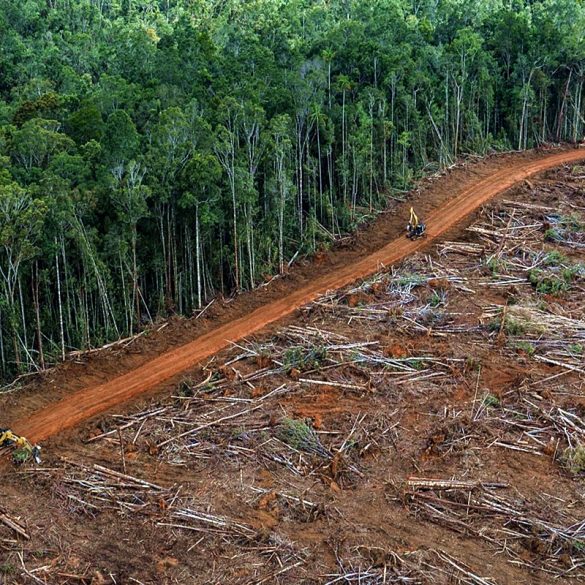 deforestazione in Amazzonia