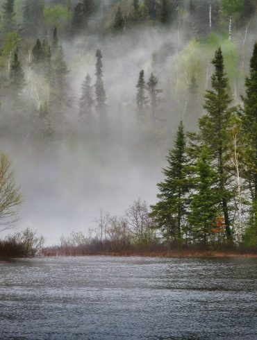 Biodiversità: fiume con foresta e nebbia