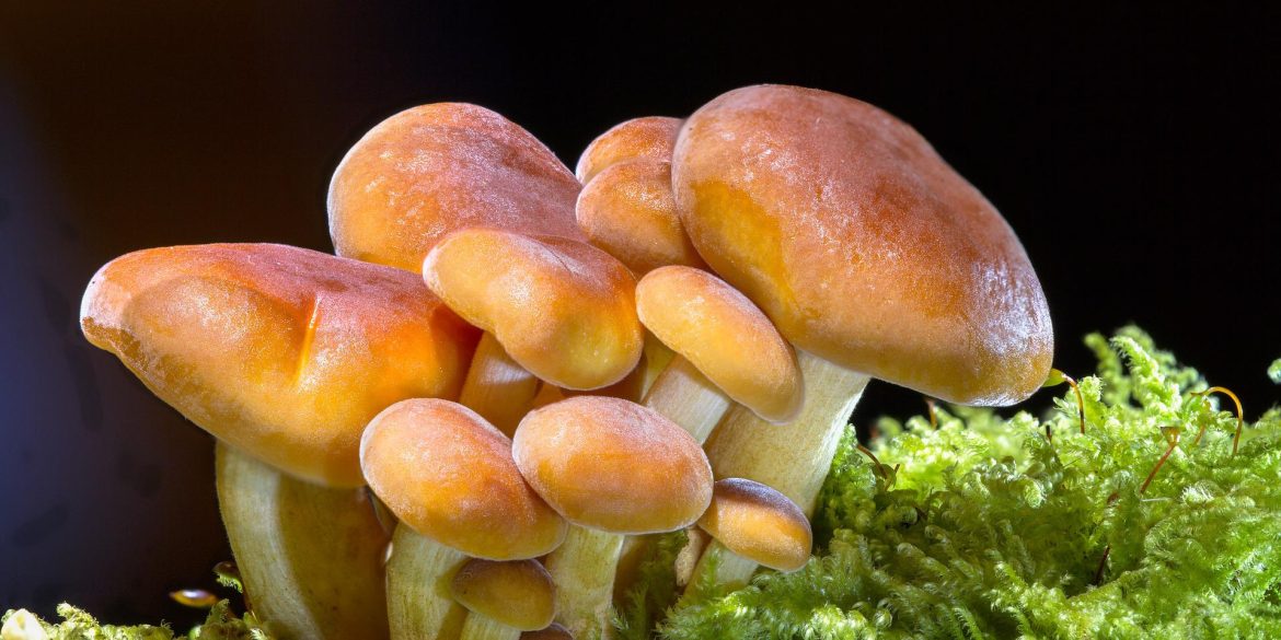 una delle specie selvatiche di funghi