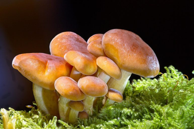 una delle specie selvatiche di funghi